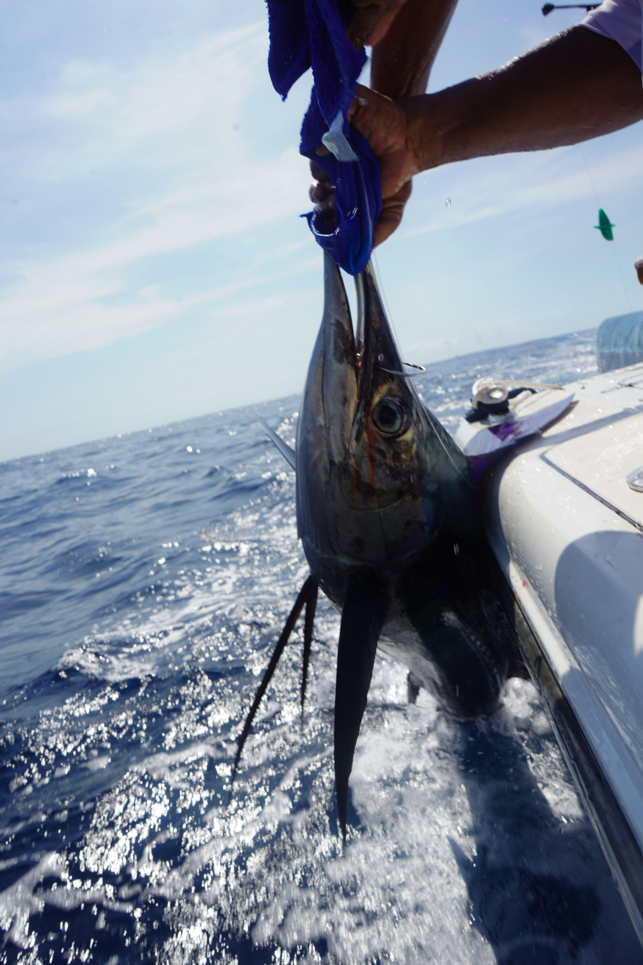 Marlin brought boatside off Zihuatanejo