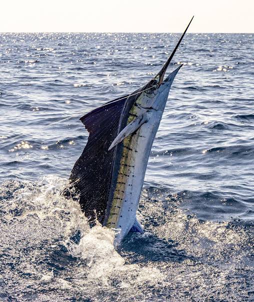 Sailfish leaping out of the water off Zihuatanejo